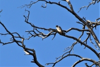   (. Falco peregrinus).