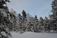 Зима в национальном парке "Нечкинский"